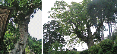 寺野の楠