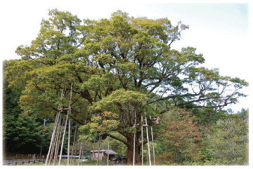 小黒川のミズナラ