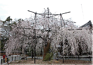 野依八幡社のシダレザクラ