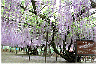 岡崎公園の五万石ふじ