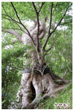 豊橋公園のけやき３