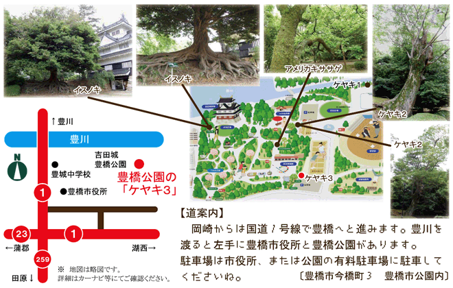 豊橋公園のけやき３