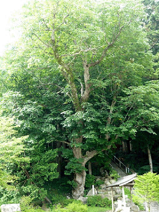 平谷諏訪神社のトチの木