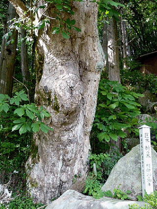 平谷諏訪神社のトチの木