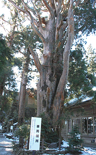 本宮山天狗の寄木