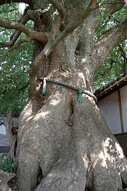 無量寺の大クス