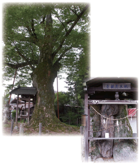 二之宮神社のケヤキ