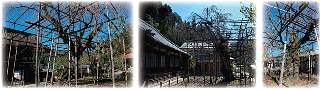 瑞龍寺(ずいりゅうじ)の枝垂れ桜