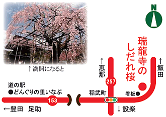 瑞龍寺(ずいりゅうじ)の枝垂れ桜