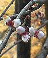 小原の四季桜