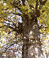 津島神社の大イチョウ