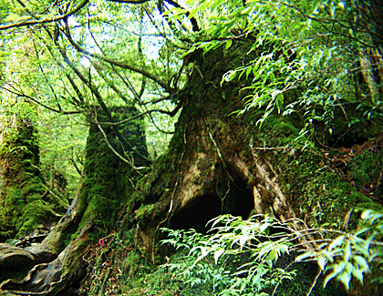  木霊の森