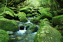  屋久島の滝