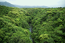  屋久島の森